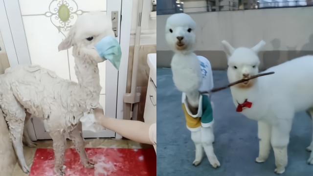 羊驼洗澡朝主人吐口水被戴口罩养殖场没洗过很抗拒