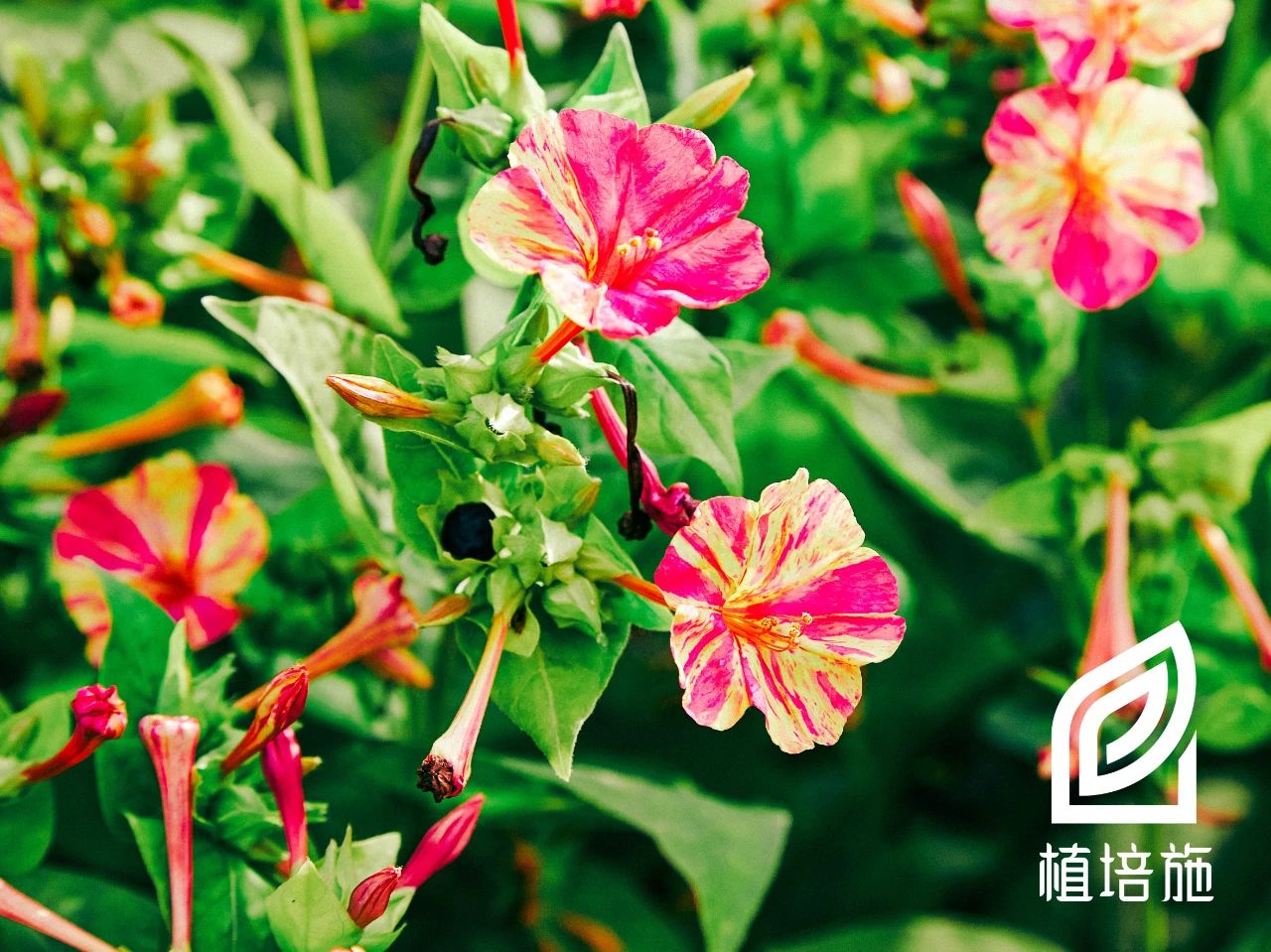 为紫茉莉科紫茉莉属植物.花形似喇叭,花朵繁盛,花期长.