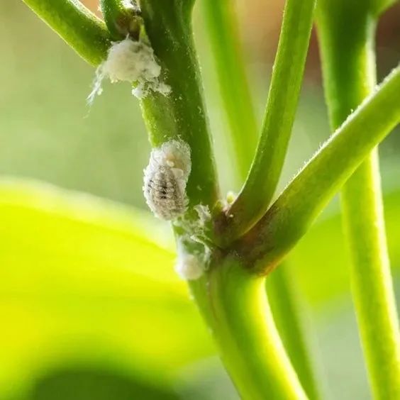 香椿树蚧壳虫图片