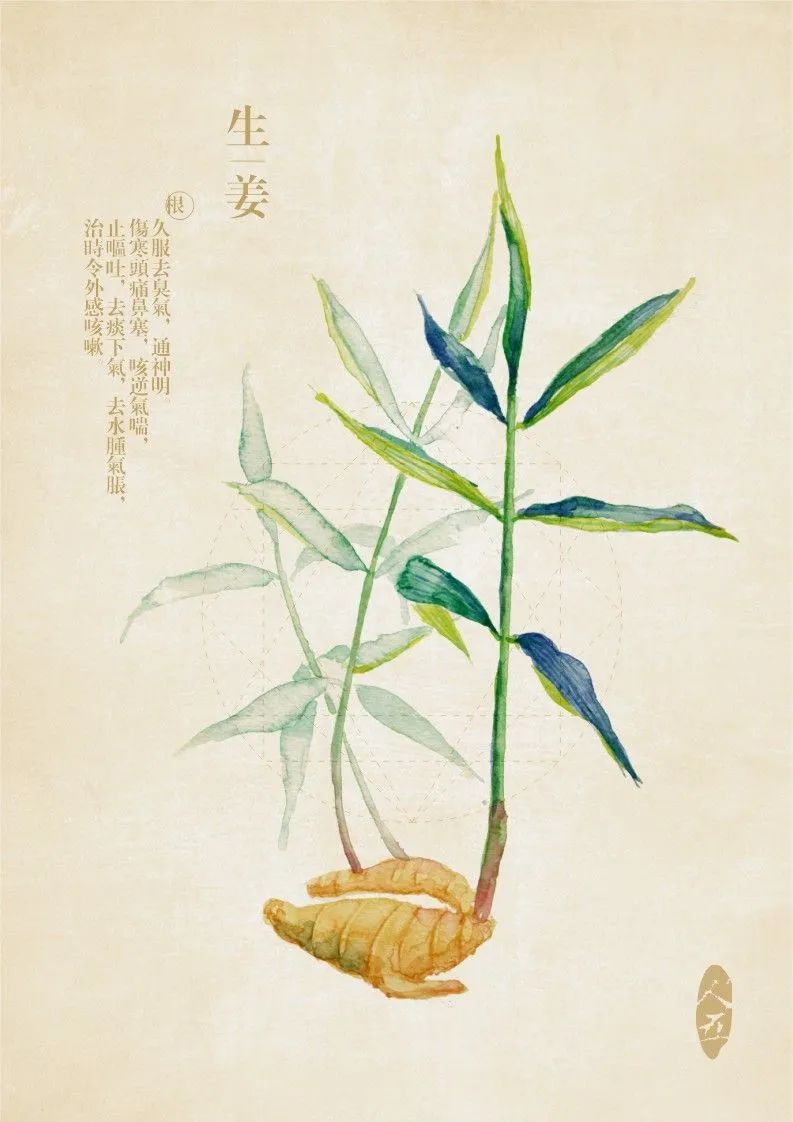 末伏天这么热,为啥都在提倡喝姜茶?__凤凰网