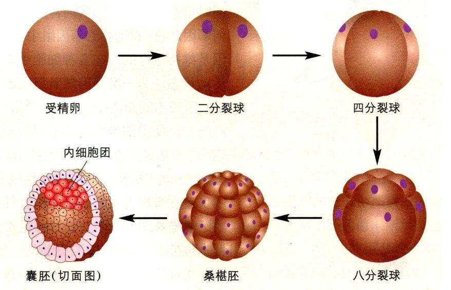 鲜胚,冻胚,囊胚有什么区别?哪个移植成功率更高?__凤凰网