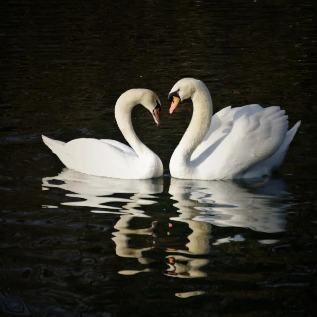 大天鹅小天鹅黑天鹅疣鼻天鹅这个天鹅湖热闹起来