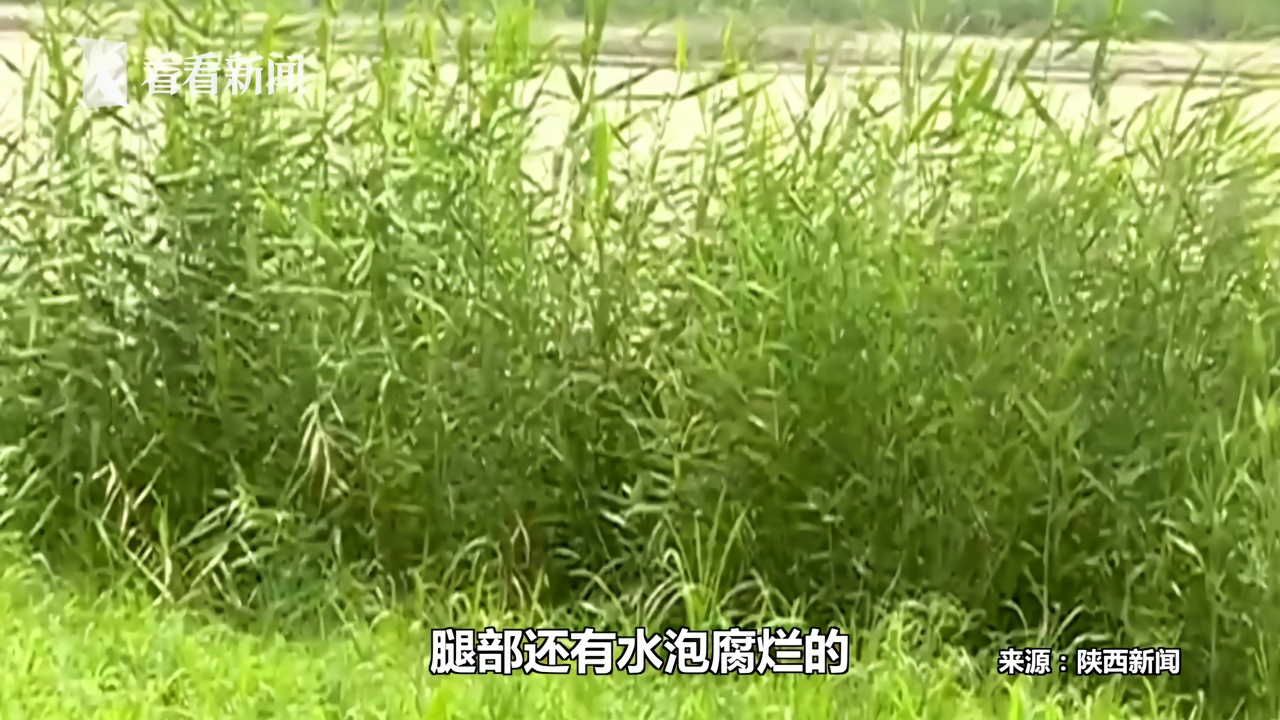孕妇外出散步失联 惊魂48小时后在芦苇荡被发现