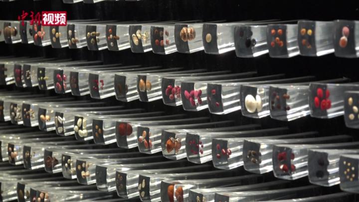 探访亚洲最大的生物物种“诺亚方舟”：保存上万种种子