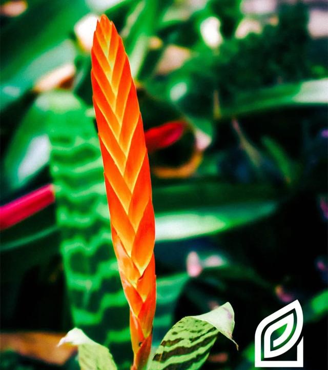 「植培施」67虎纹凤梨vriesea splendens 温室花卉栽培手册__凤凰网