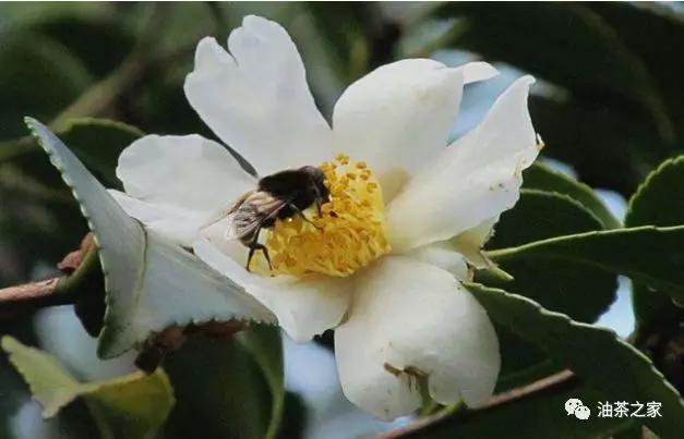 油茶林养蜜蜂,如何预防花蜜中毒?