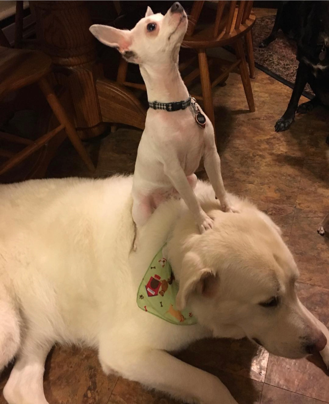 吉娃娃把金毛当成了专属坐骑奇怪的是金毛也没反抗