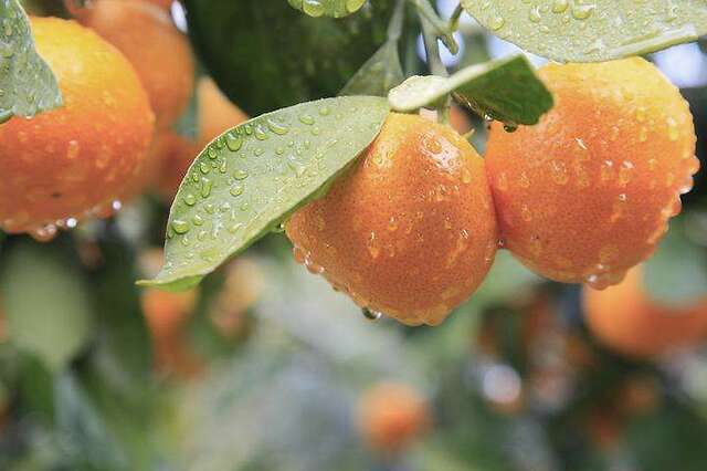 柑橘保花保果不容易 掌握几个小妙招 柑橘不再掉花掉果 凤凰网