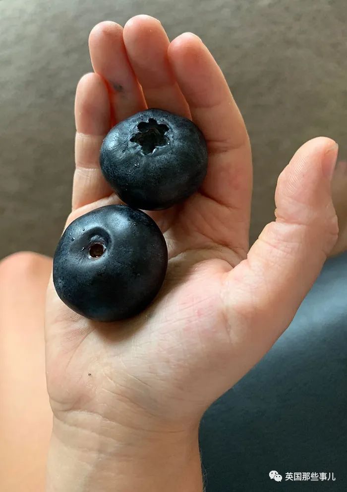 今天摘到了两颗大蓝莓给我的鸡累(疼)坏了超大的生菜叶我女儿发现的