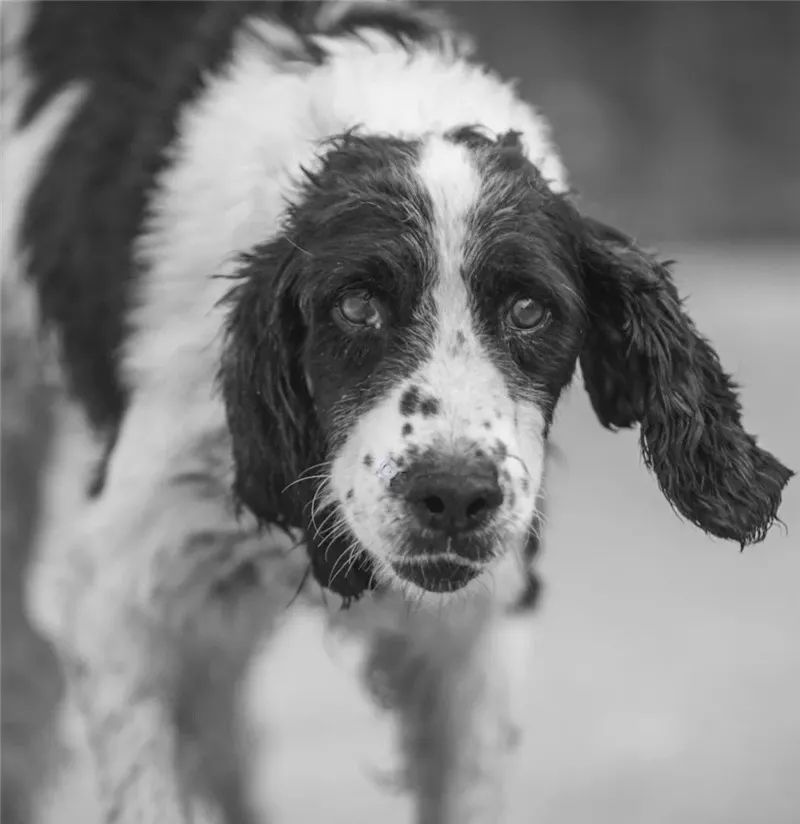 参与汶川地震救援的最后一只搜救犬——冰洁离世__凤凰网