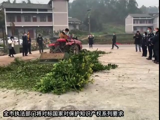 重庆查处首例侵犯植物新品种权案 两企业未经授权繁育的金秋砂糖橘种苗被销毁