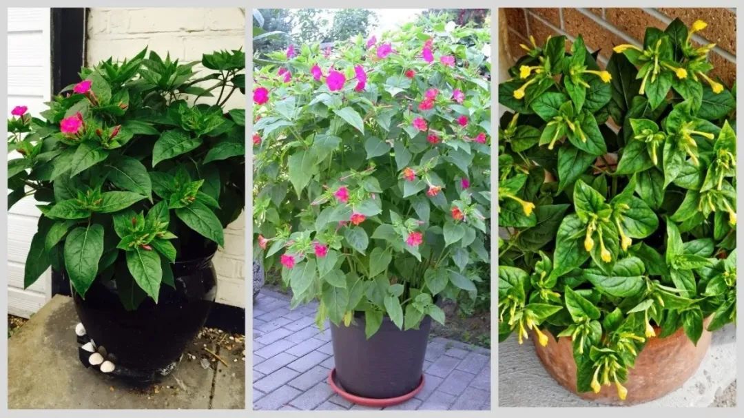 花朵像喇叭的紫茉莉,名字可真的太多了,适合地栽养护