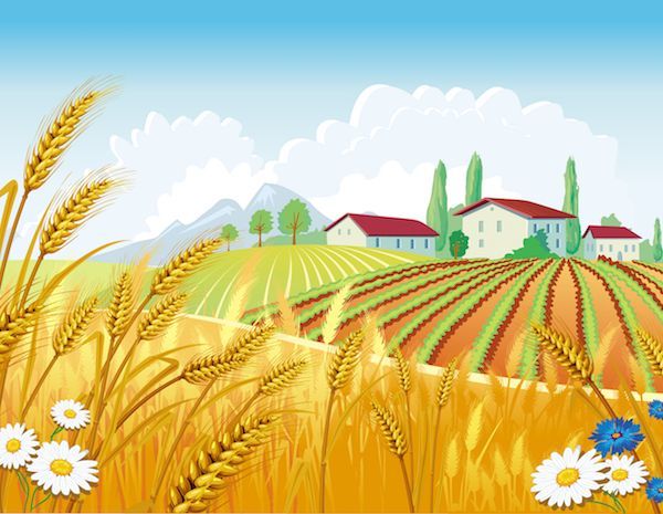 化肥价格创10年新高，财政部一次性下发14亿元，支持山东等五省农业生产