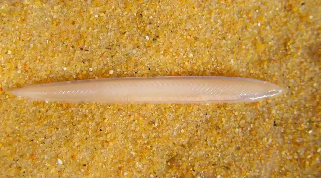 头索动物 凤凰网