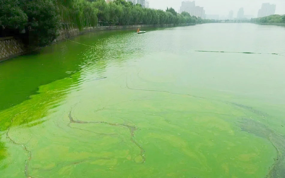 谈到这个,对虾养殖户就色变,中询生物:是什么让蓝藻如此疯狂__凤凰网