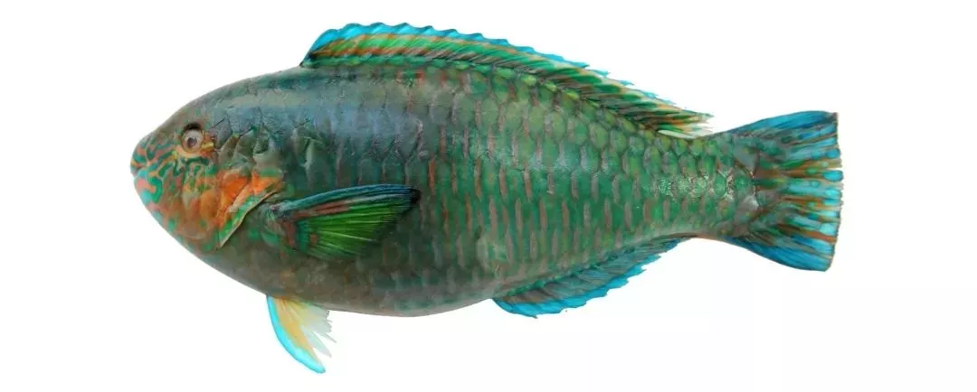 海南这些海鲜名字你都懂吗?看完第一个我就输了