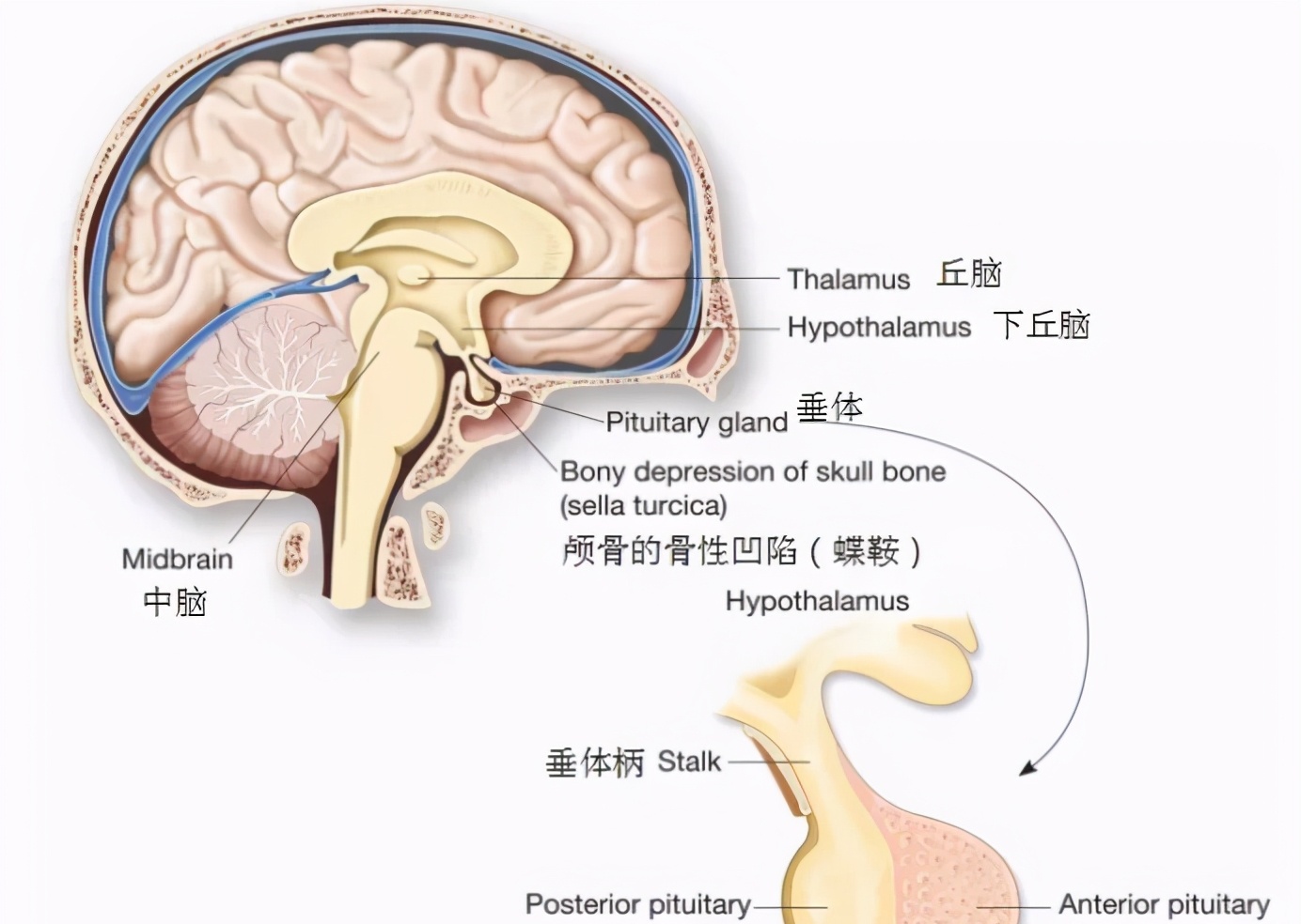 二,垂体腺瘤的临床表现(会引起哪些疾病)?