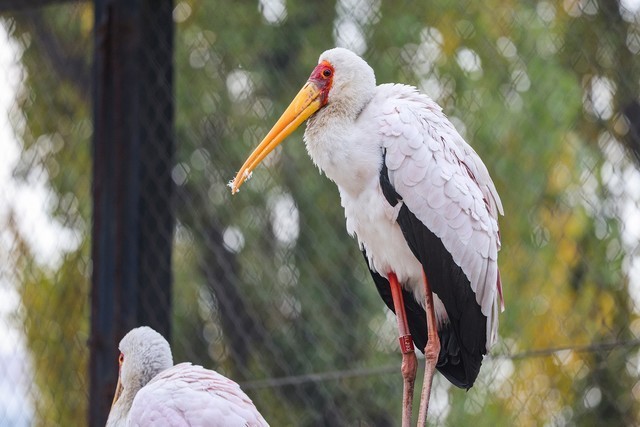 亲民远摄镜头 佳能RF100-400mm IS USM评测