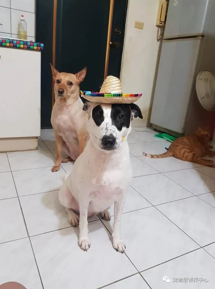 狗狗因太吵,被主人贴上"安静符",竟瞬间管用…好神奇__凤凰网