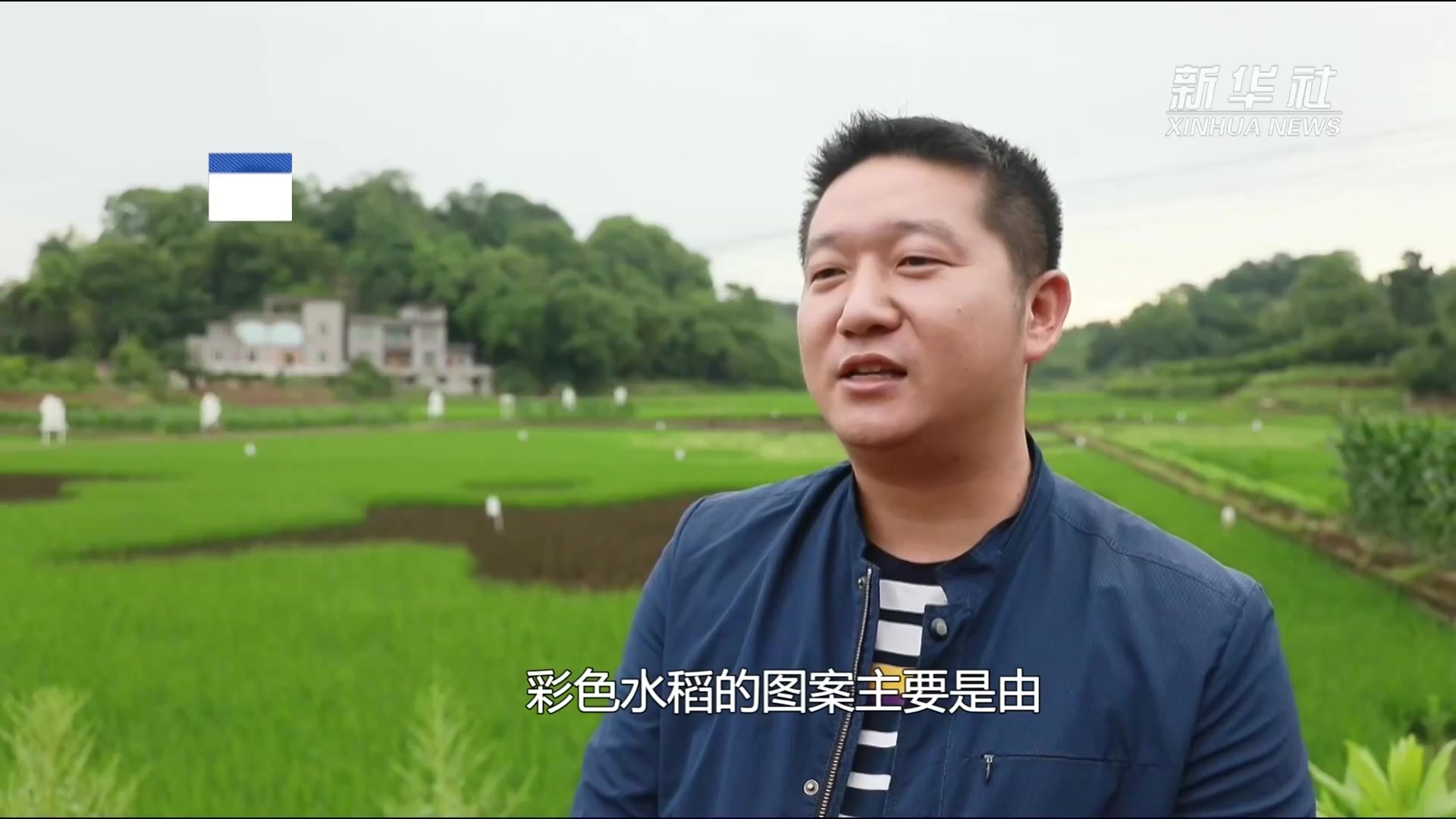 四川合江彩色水稻作画喜迎百年华诞