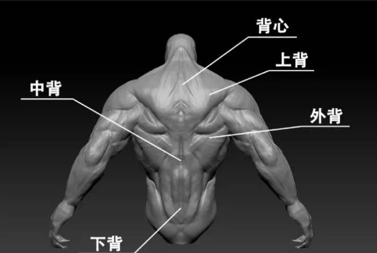 这位妹子的背阔肌，把男人虐哭了_凤凰网体育_凤凰网