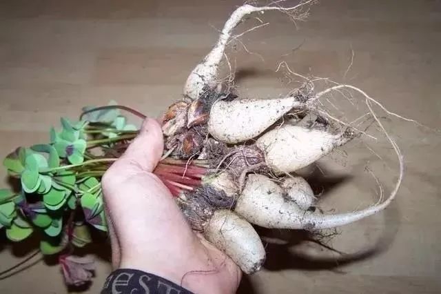 酢浆草的几个种类区别购买小球根就可以轻松养成盆栽