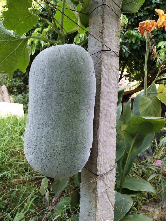 5种蔬菜含水量特高 冬天多吃一点 补水养生气色好 凤凰网