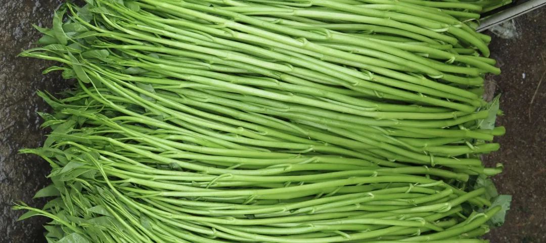 博白空心菜有三个品种:大叶空心菜,小叶空心菜,三角叶空心菜,其中以