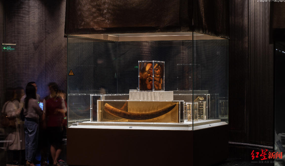 金沙遗址博物馆展厅中使用有机硅封存的象牙