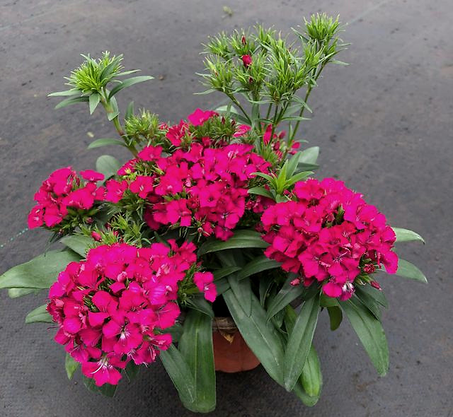 绣球石竹花,优秀的观赏绿植,盆栽地栽皆适宜,南方北方都能种!