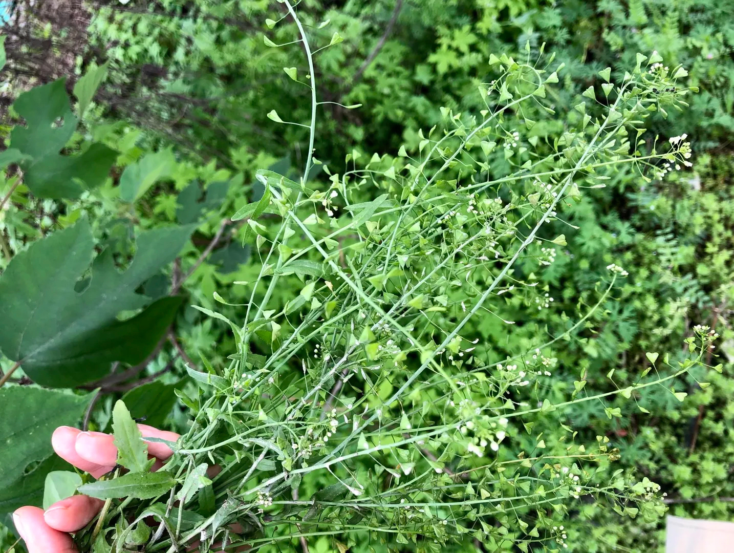 三月三吃地菜煮鸡蛋