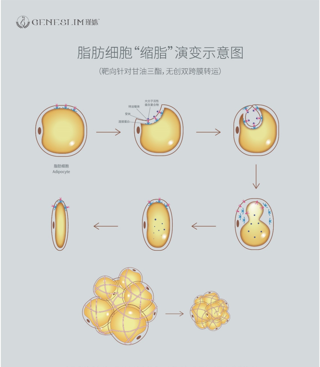 性的专利重组酶蛋白——portanar7,能够靶向针对脂肪细胞中的甘油三酯