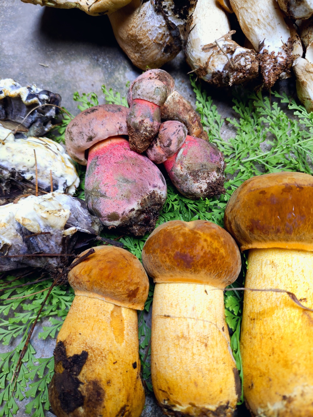 菌菇正当时,这4种最贵的云南菌,价值堪比黄金,吃完一起见小人
