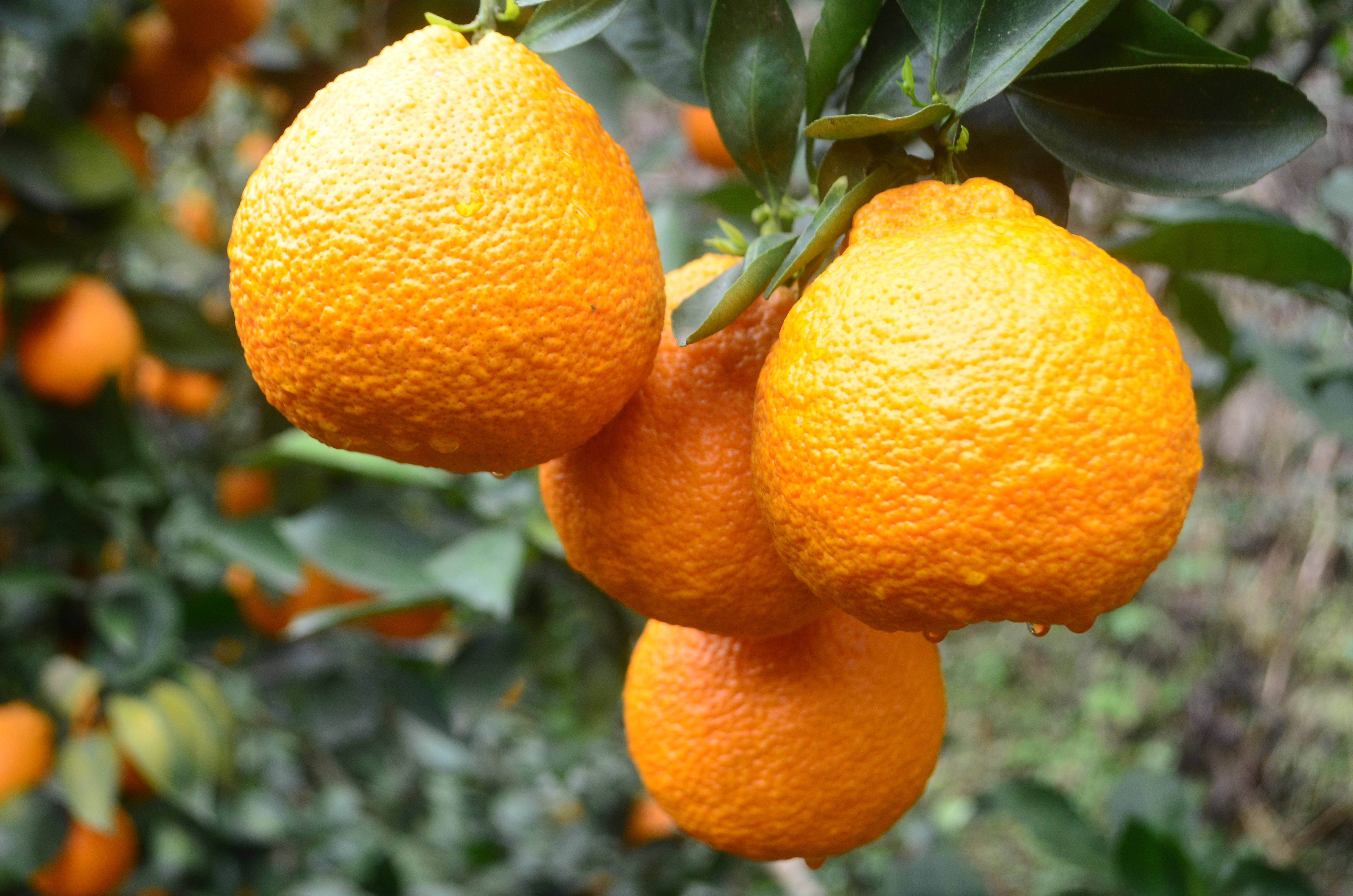 从田间飞上"云端"!石棉黄果柑开启全网销售"助跑"乡村振兴