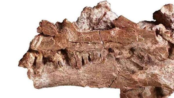 云南发现3岁恐龙幼体化石：不属任何已知属种