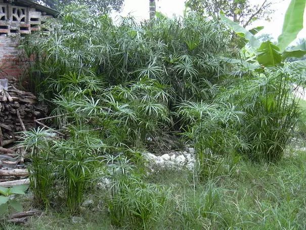 想要"坟头草两米高",那得种什么草啊?