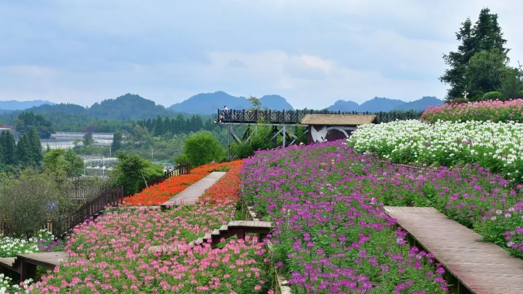 花不醉人人自醉,乌当花画小镇绚烂花海因你而开