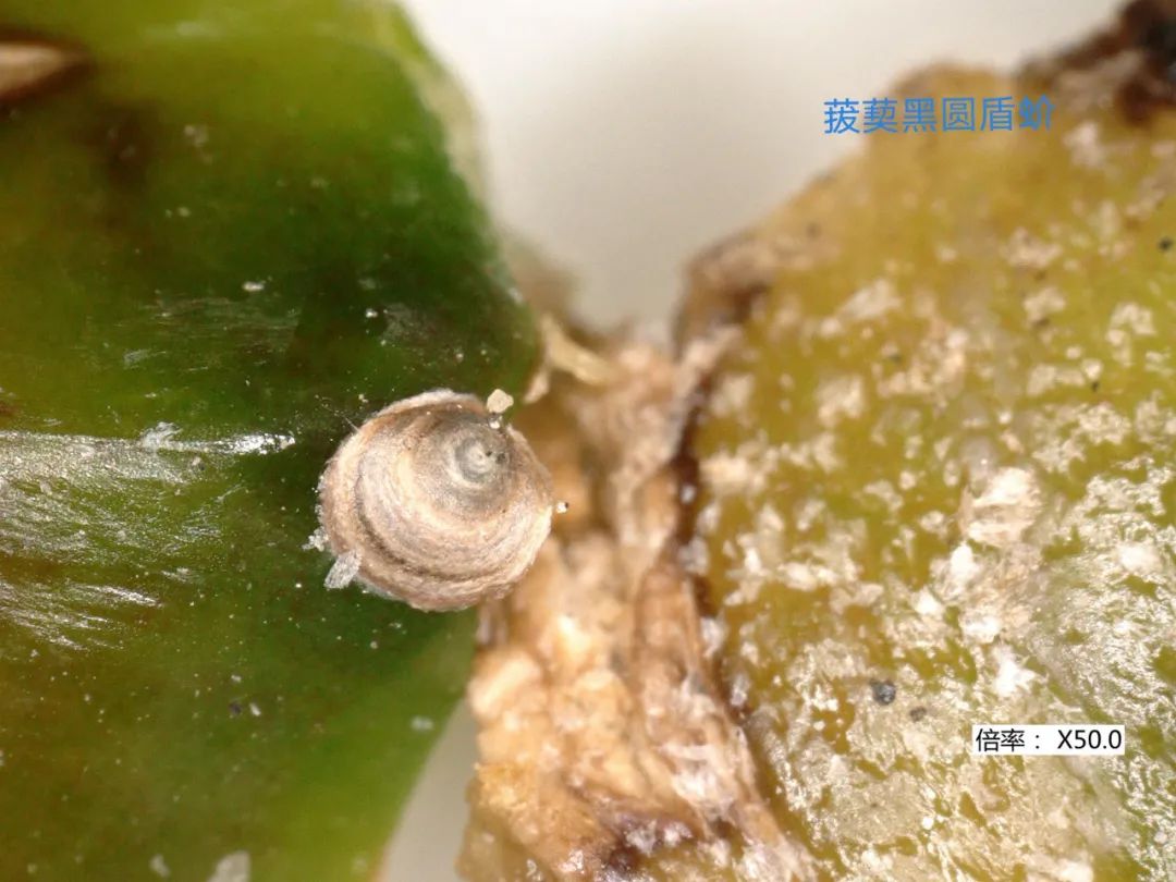 其中14批检出菝葜黑圆盾蚧,我们特意向相关部门要到一些图片,可以给