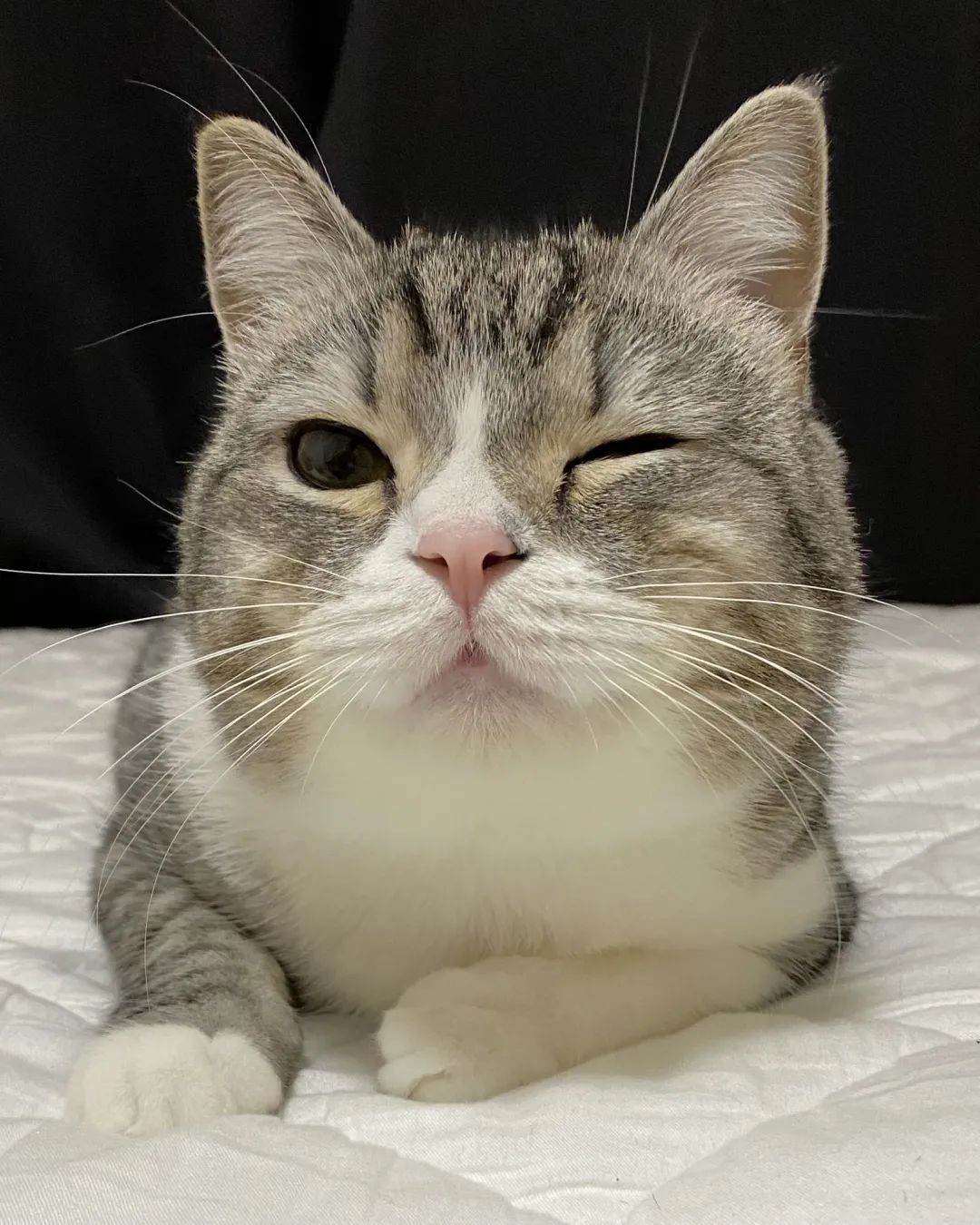 会自己蹲马桶的日本小猫咪,每天吃睡玩玩,就成了油管头号网红