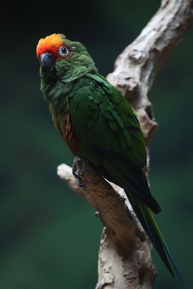 【有料评测】速度 精度 灵敏度 佳能EOS R3相机评测