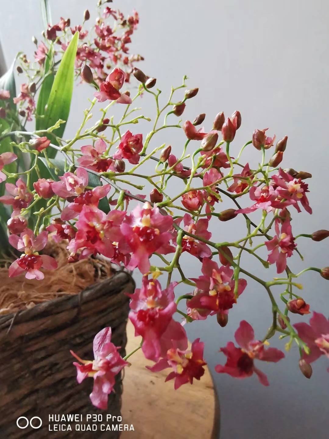 3种兰花类年宵花,年前购买正合适,开花又多又好看__凤凰网