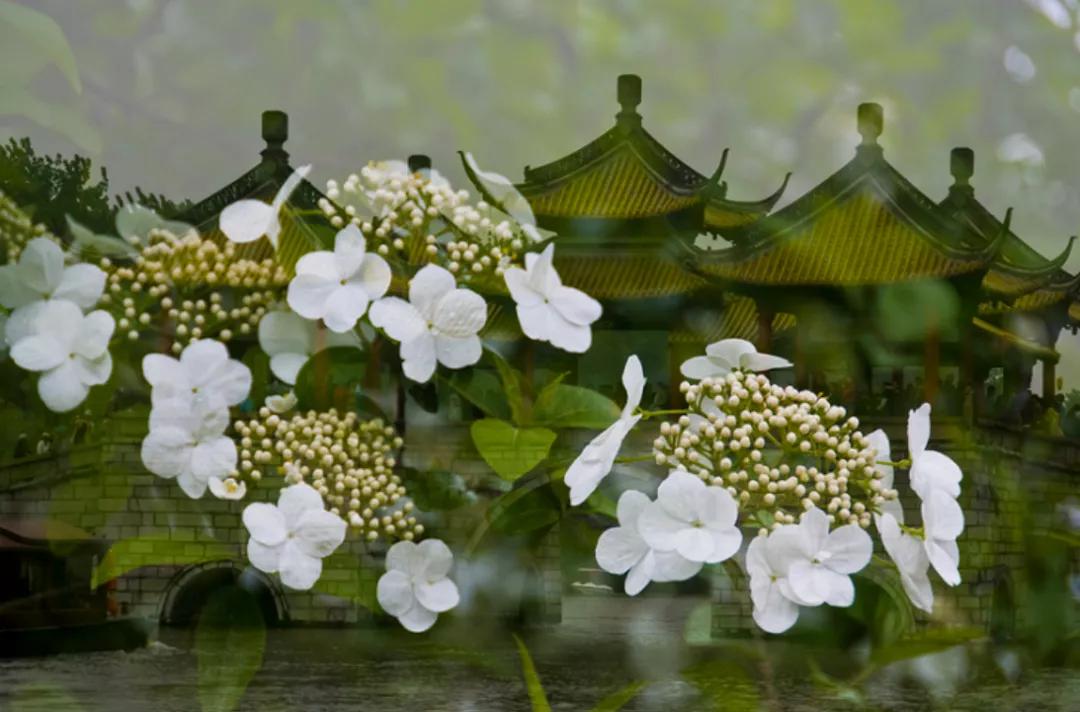 烟花三月,扬州与琼花,不得不说的故事