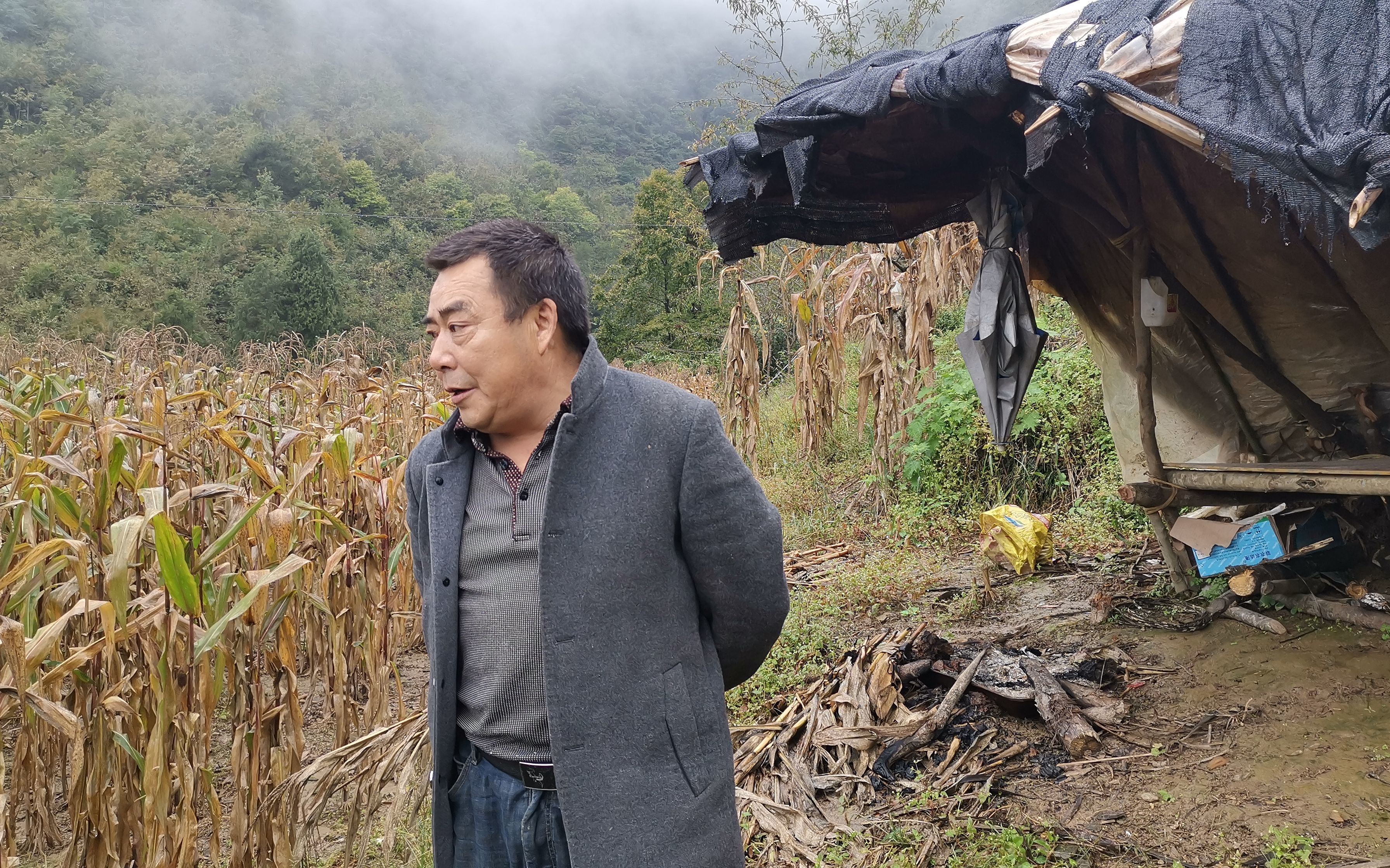 10月13日,青川县青石村村民王珍全站在自家的玉米地里,身后的棚子,是他7、8月左右时守夜的住处。人和火焰、烟气,都是驱赶野猪的方法,但即便如此,他的4亩玉米,也只收回来一半。新京报记者 周怀宗 摄