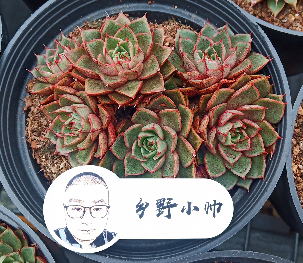 养多肉遇梅雨季 做好这三点 轻松解决多肉叶片发霉 凤凰网