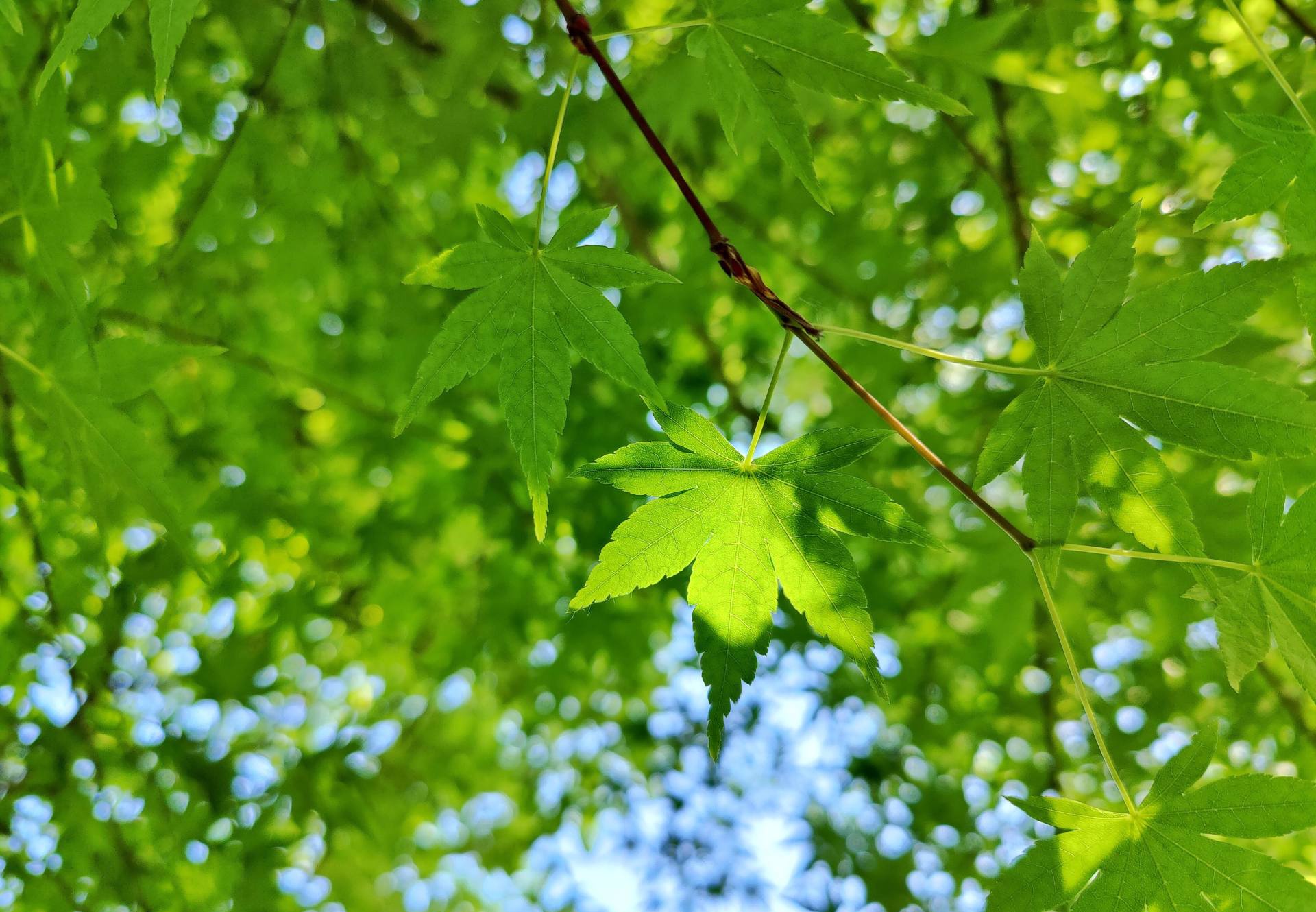 八十年哈苏加持后一加9系列为何成为用户最新的影像机皇