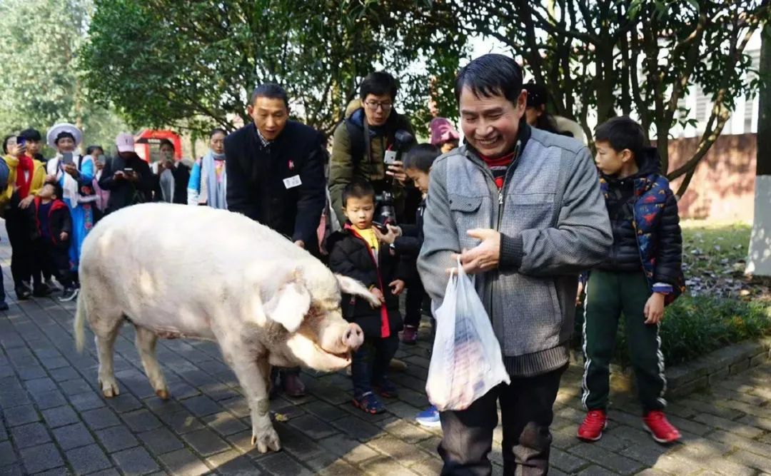 猪坚强告别仪式图片