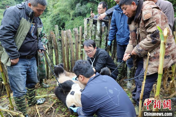  大熊猫专家正在给熊猫检查。 张汶雯 摄 9月6日，四川乐山峨边彝族自治县勒乌乡余坪村下山“做客”的野生大熊猫已送往专业救助站检查和救治。经专家初判，该只野生大熊猫体长约1米，体重约70公斤，年龄超18岁，属于老龄阶段。 9月4日10时左右，勒乌乡余坪村几个小孩子正在外面玩耍，突然发现村民司杜达红家苞谷地里来了只大熊猫，孩子们赶紧跑回家告诉了家长，家长又迅速通知乡政府。勒乌乡余坪村党支部副书记阿仲志布称，发现大熊猫当天下着小雨，熊猫在玉米地里“闲逛”，还掰了苞谷杆吃。 据了解，野生大熊猫在勒乌乡出现已不是第一次，发现大熊猫后，当地村民们都知道该如何处置。 接到报告后，成都大熊猫专家迅速赶往现场，专家抵达后首先给大熊猫进行了身体检查。“初略估计，这只熊猫年龄在18岁以上，在野外条件下已算高龄了。”熊猫专家称，由于现场条件有限，大熊猫需送往专业救助中心进行进一步检查和监测。 峨边县黑竹沟自然保护区是凉山山系大熊猫生殖的关键地点，也是大熊猫栖息的走廊带之一。(完) 【编辑:王祎】