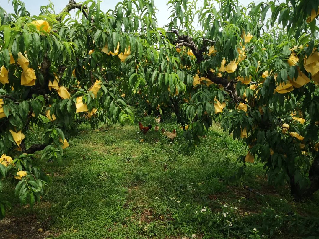 讲真,这颗1斤重的无锡阳山水蜜桃,可比谈恋爱什么的甜多了