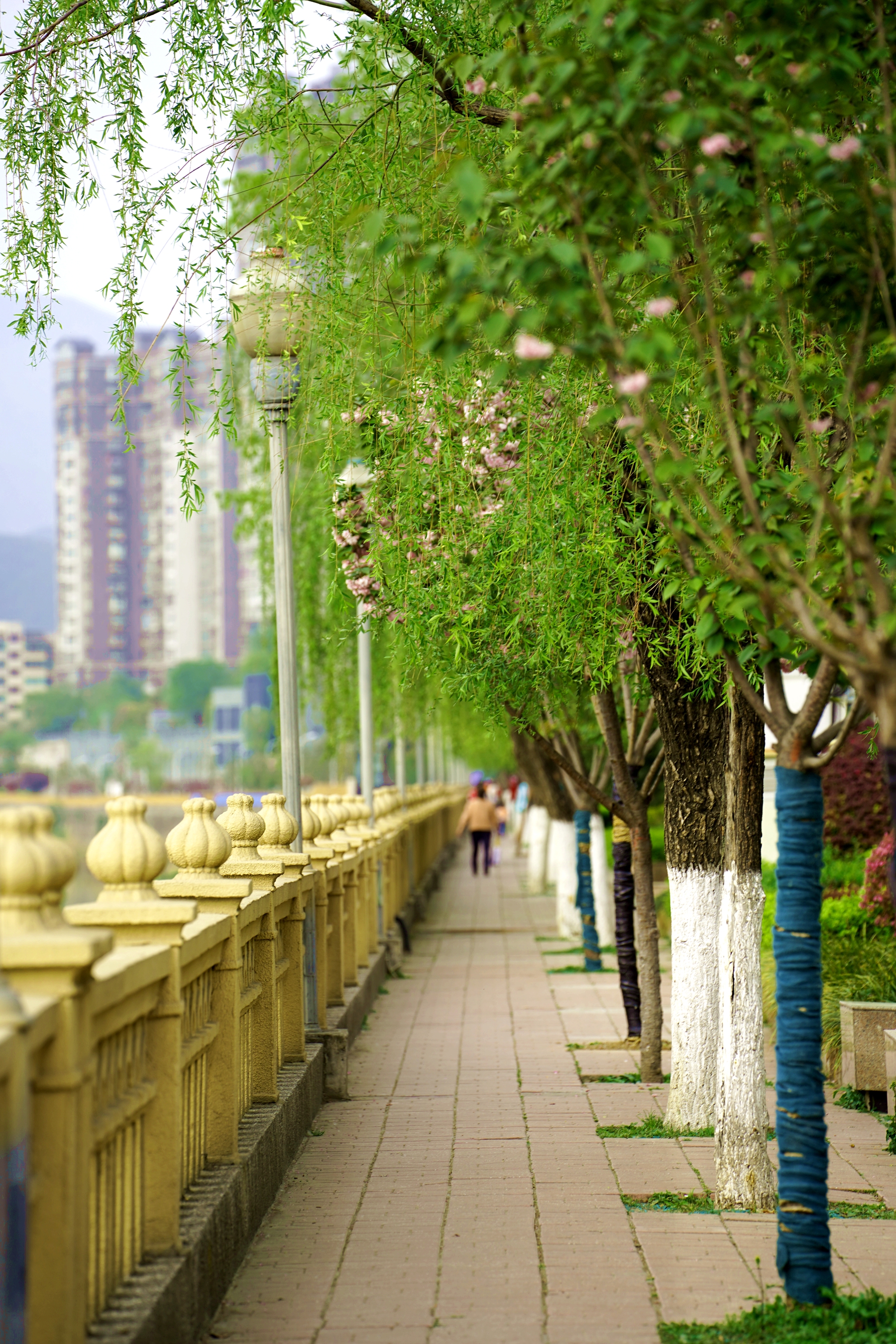嫩绿的垂柳随风飘曳,婀娜多姿满树春意,这是广元春天最美的景色.