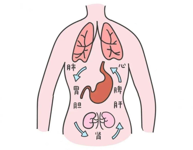 腹胀病位在胃,其发病与脾,肝,胆等脏腑有密切关系;肝脾不调是腹胀的